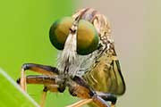 Robber Fly (Ommatius mackayi) (Ommatius mackayi)